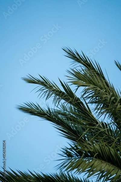 Fototapeta minimal capture of palm tree with blue background in south florida