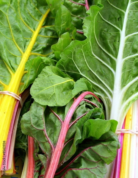 Obraz Fresh Swish Chard