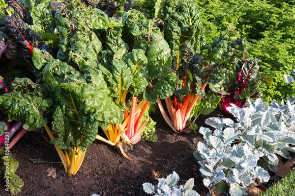 Fototapeta Bed with Silvebeet and Parsley in a vegetable garden