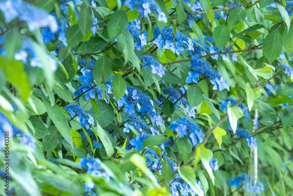 Fototapeta 紫陽花の青い海