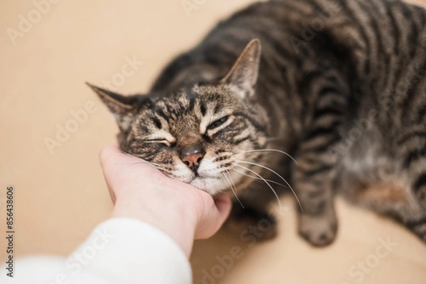 Obraz 顎の下を撫でられる猫