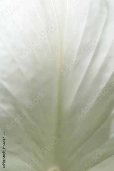 Fototapeta Simple white background with smooth curved lines