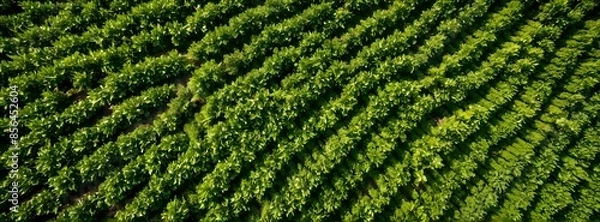 Fototapeta aerial view of Tea field green plantation agriculture background top leaf farm landscape pattern drone. Organic field mountain green plant tea table view wooden product aerial display farmer.