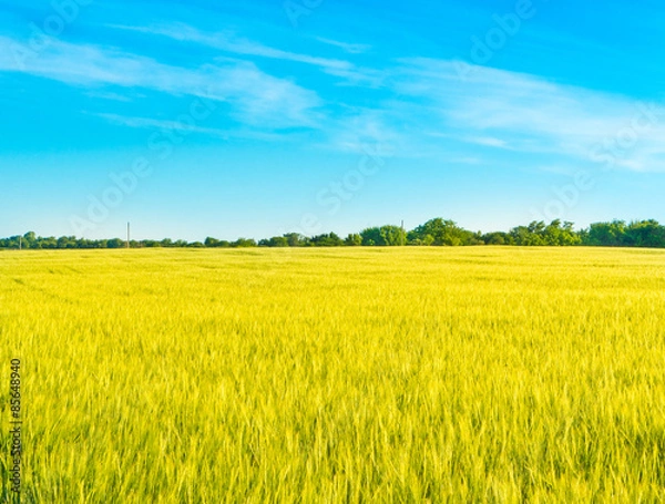 Obraz Wheat field as ukrainian flag.