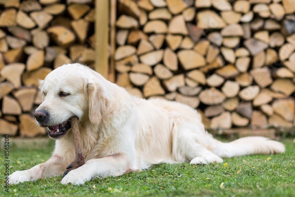 Obraz Hund knabbert an einem Rehlauf