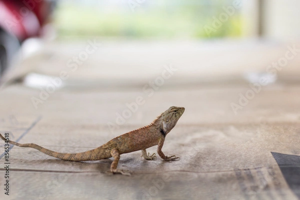 Fototapeta chameleon on the paper box on blurred background