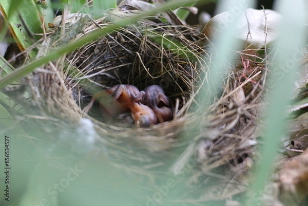 Fototapeta ฺBaby of Red-whiskered Bulbul in the nest on the Bird's nest fern