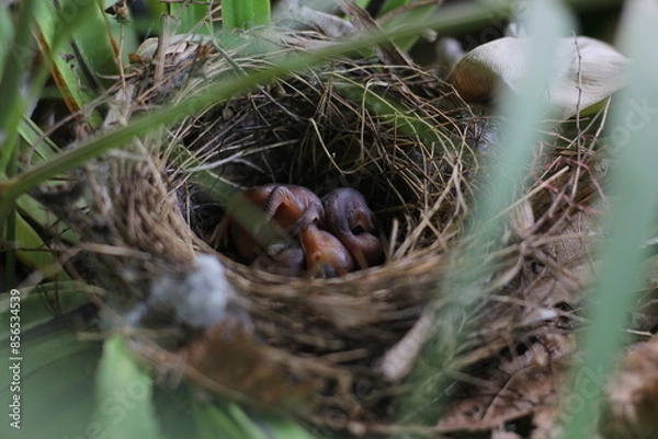 Fototapeta ฺBaby of Red-whiskered Bulbul in the nest on the Bird's nest fern