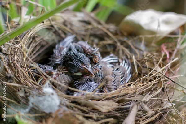 Fototapeta Growth of Red-whiskered Bulbul in the nest on the Bird's nest fern in Thailand