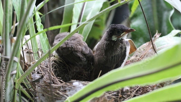 Fototapeta Growth of Red-whiskered Bulbul in the nest on the Bird's nest fern in Thailand