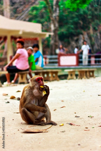 Fototapeta Monkey is eating snack and sitting on the ground in the afternoon