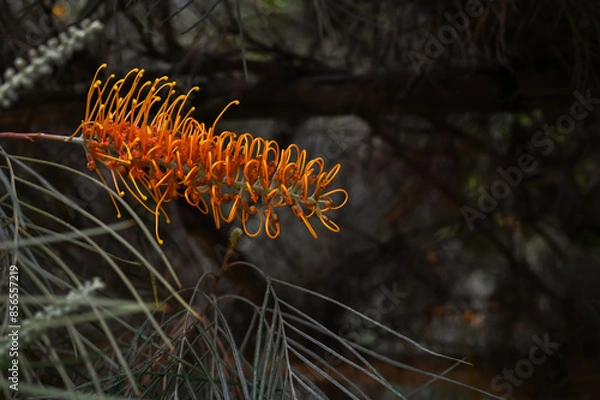 Fototapeta Orange Grevillea banksii or Silky oak flowers on its tree with leaves on dark blurred background.