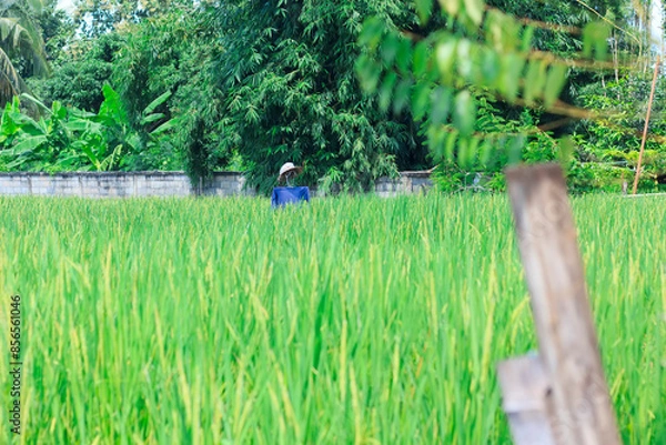Fototapeta Scarecrow in the field on nature background , Thailand