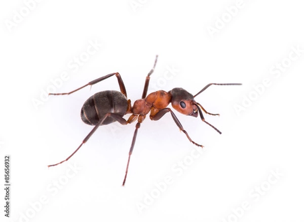 Obraz Mrówka na białym tle.