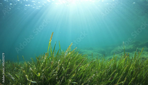 Fototapeta Podwodna trawa morska i błękitna woda oceaniczna