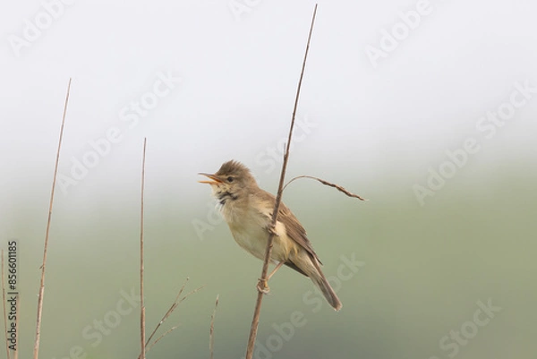 Obraz 
bird in the reed