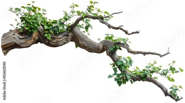 Fototapeta realistic twisted jungle branch with plant growing isolated on a white background