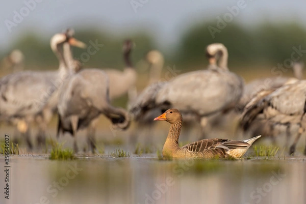 Obraz ptak na wodzie