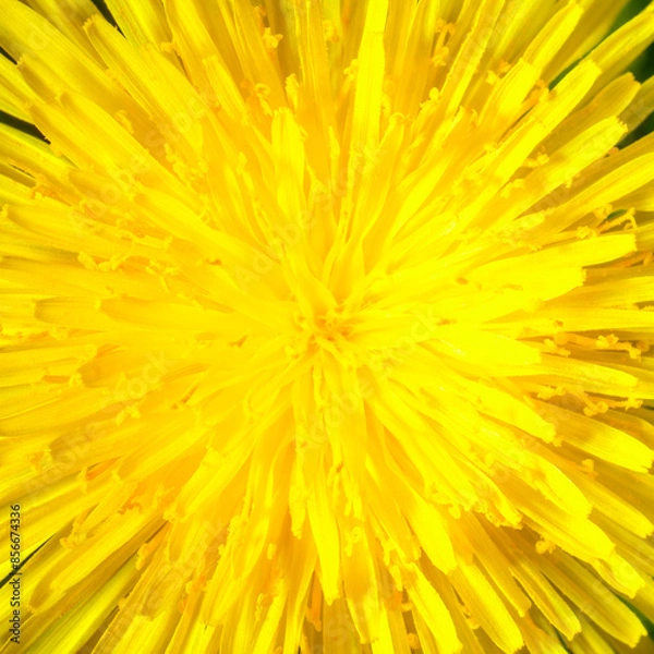 Fototapeta Yellow dandelion close-up. Natural background.