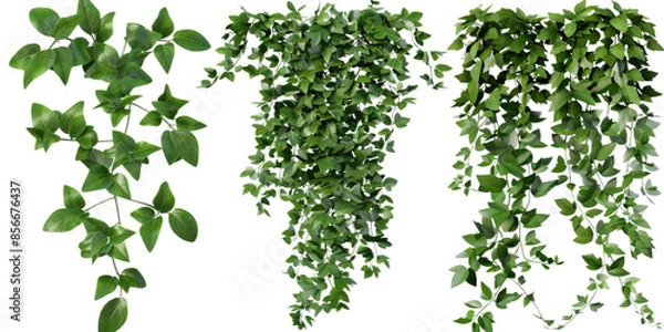 Fototapeta Set of river wattle plants, ivy, and vines for decorative use, isolated on a transparent background. The lush green foliage is ideal for adding a natural and vibrant touch to any space.