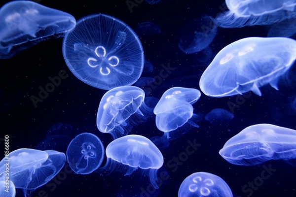 Fototapeta underwater image of jellyfishes