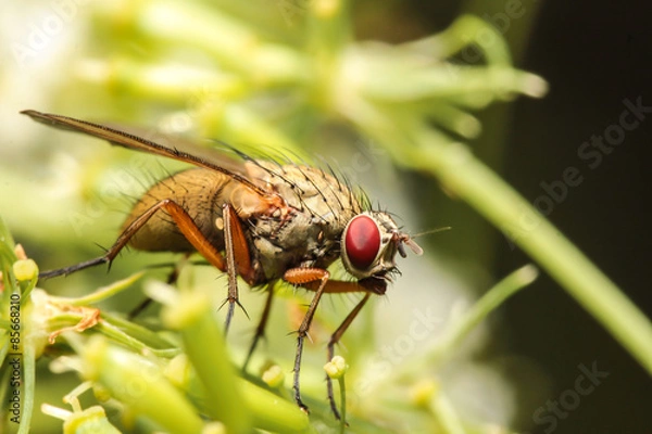 Fototapeta Fliege auf wilder Möhre 