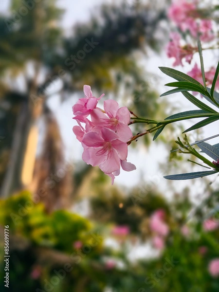 Fototapeta pink flowers