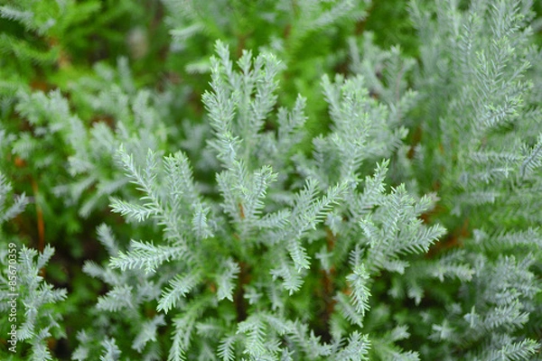 Fototapeta pine leave background