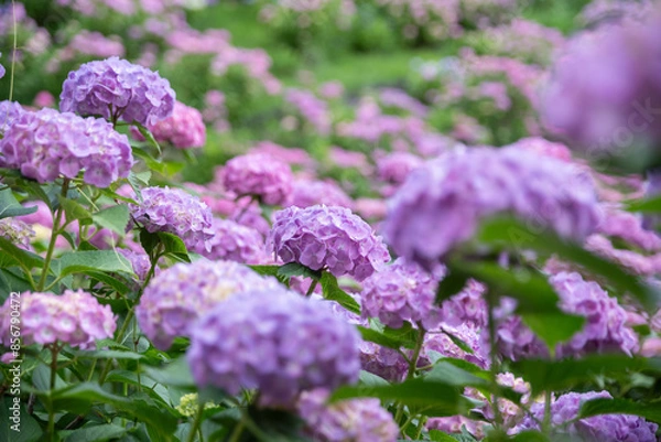 Fototapeta 綺麗なアジサイ