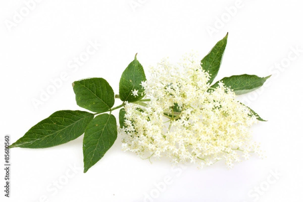 Fototapeta Elderberry flower