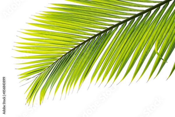 Obraz tropical palm leaf isolated on white background