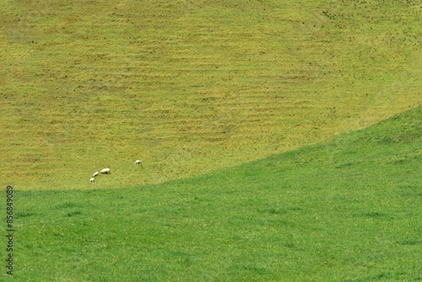 Fototapeta Small group of sheep grazing on slope of which one part is exposed to sunlight while the other being in shadow. Location: Auckland New Zealand