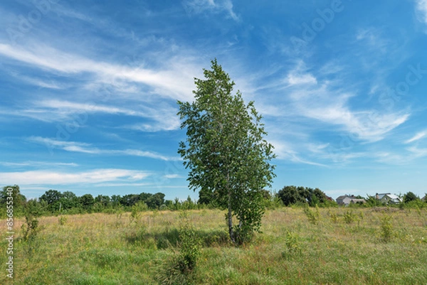 Fototapeta birch tree on the field and white clouds in the sky