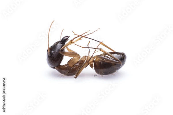 Fototapeta Macro image of a ant isolated on white background