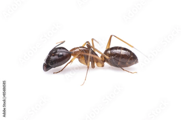 Fototapeta Macro image of a ant isolated on white background