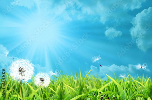 Obraz dandelion with sunlight