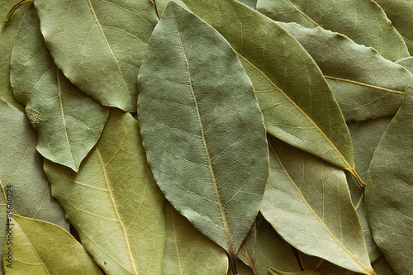 Fototapeta Dried bay leaf folded over itself as background.