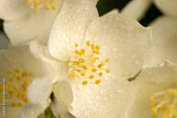 Obraz wet white jasmine flowers in the spring season