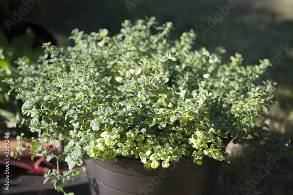 Fototapeta Lemon thyme pot