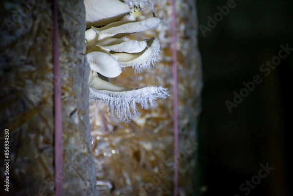 Fototapeta Pleurotus ostreatus, the oyster mushroom is a common edible mushroom. It is one of the more commonly sought wild mushrooms, though it can also be cultivated on straw and other media.