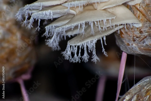Fototapeta Pleurotus ostreatus, the oyster mushroom is a common edible mushroom. It is one of the more commonly sought wild mushrooms, though it can also be cultivated on straw and other media.