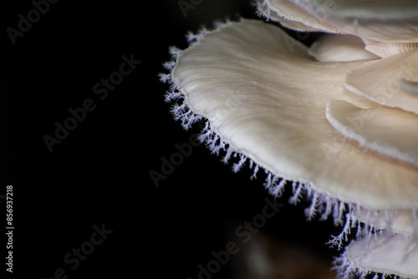 Obraz Pleurotus ostreatus, the oyster mushroom is a common edible mushroom. It is one of the more commonly sought wild mushrooms, though it can also be cultivated on straw and other media.