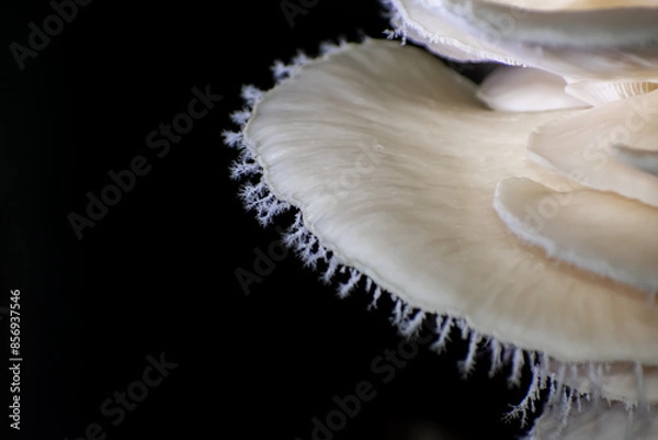 Fototapeta Pleurotus ostreatus, the oyster mushroom is a common edible mushroom. It is one of the more commonly sought wild mushrooms, though it can also be cultivated on straw and other media.
