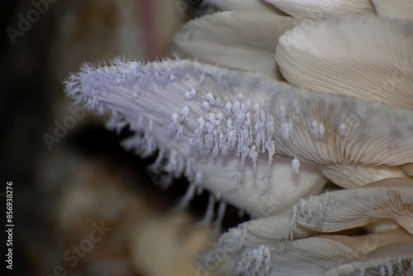 Obraz Pleurotus ostreatus, the oyster mushroom is a common edible mushroom. It is one of the more commonly sought wild mushrooms, though it can also be cultivated on straw and other media.