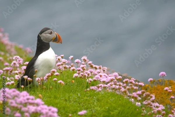 Fototapeta A puffin is looking to the right with a lot of roseus flowers armeria maritima and the sea in background