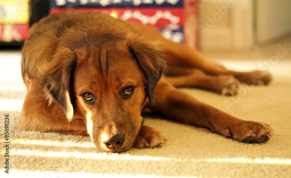 Fototapeta Tired dog laying on carpet in front of toy box