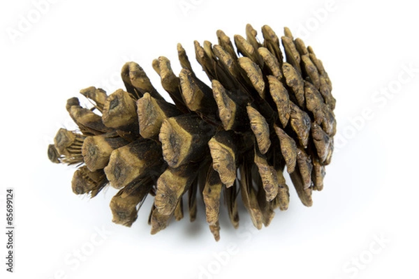 Fototapeta A brown pine cone on a white studio background