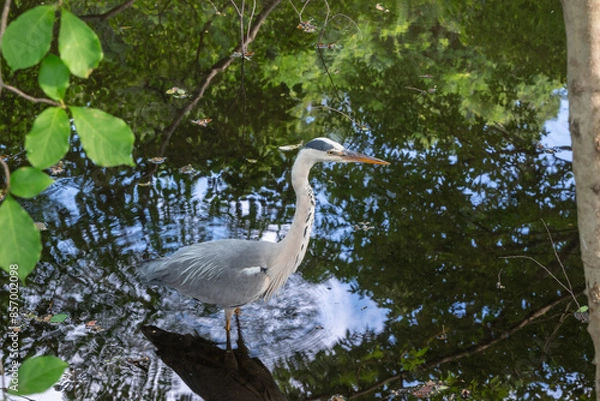 Fototapeta 水辺の鳥