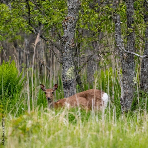 Obraz deer in the woods