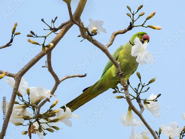Fototapeta Rose-ringed Parakeet